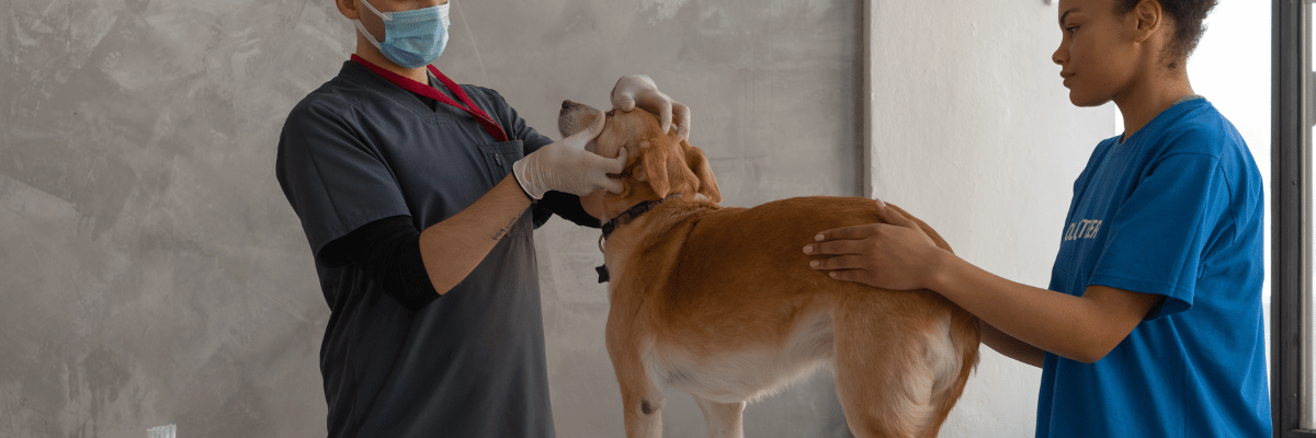 Groomers / Veterinary Healthcare assistants